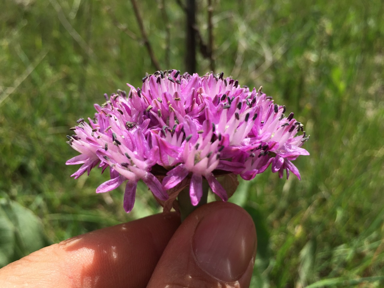 Allium efeae