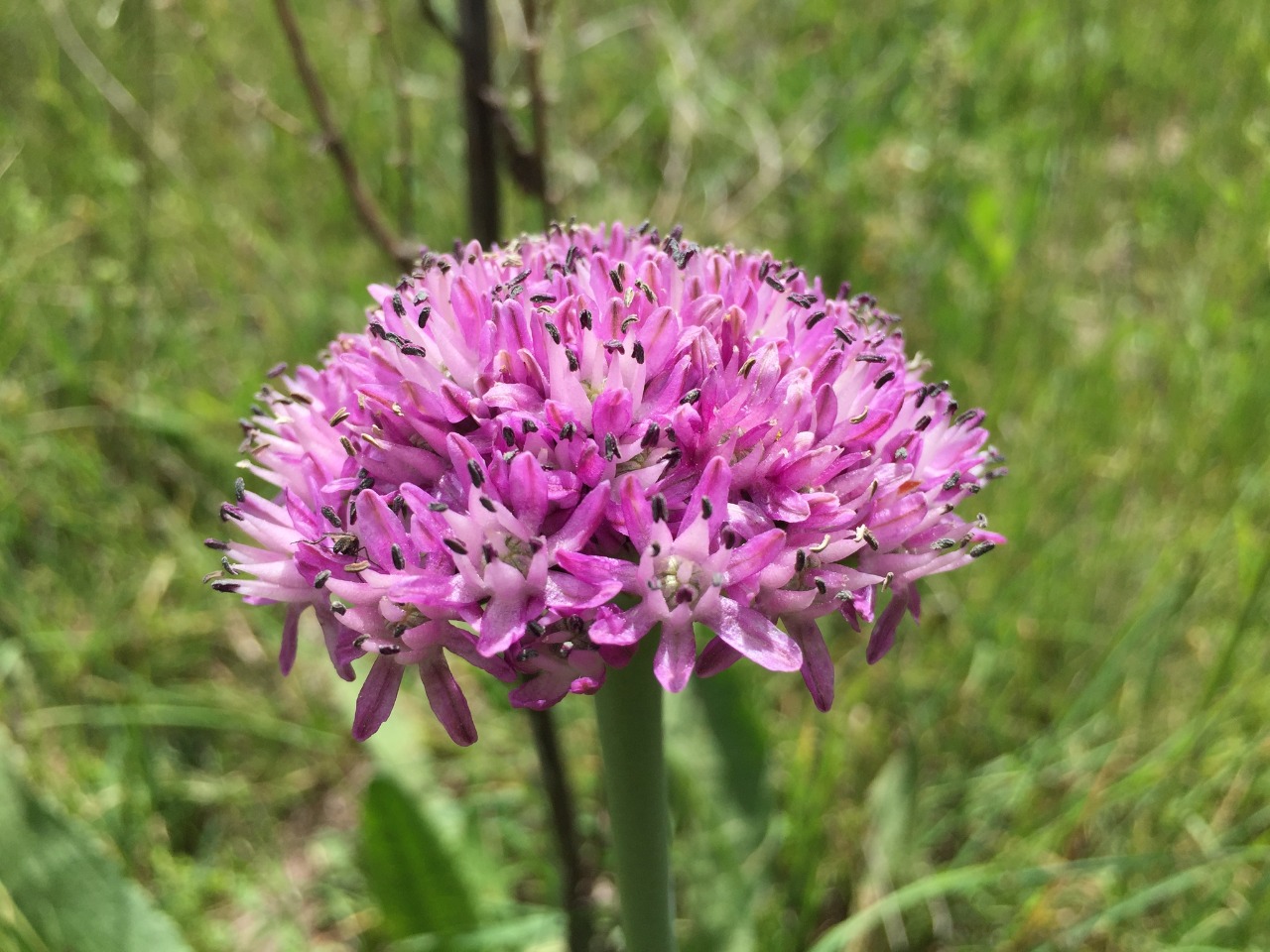 Allium efeae