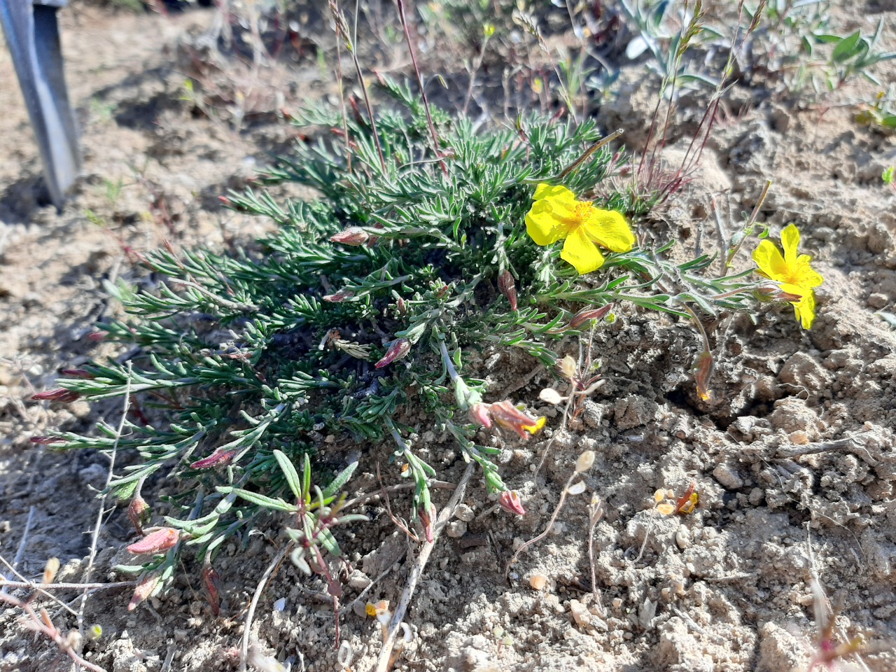 Fumana paphlagonica
