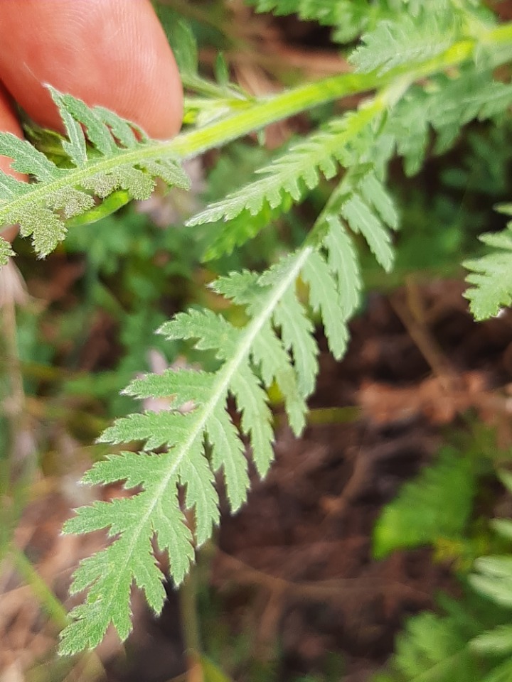 Achillea filipendulina 