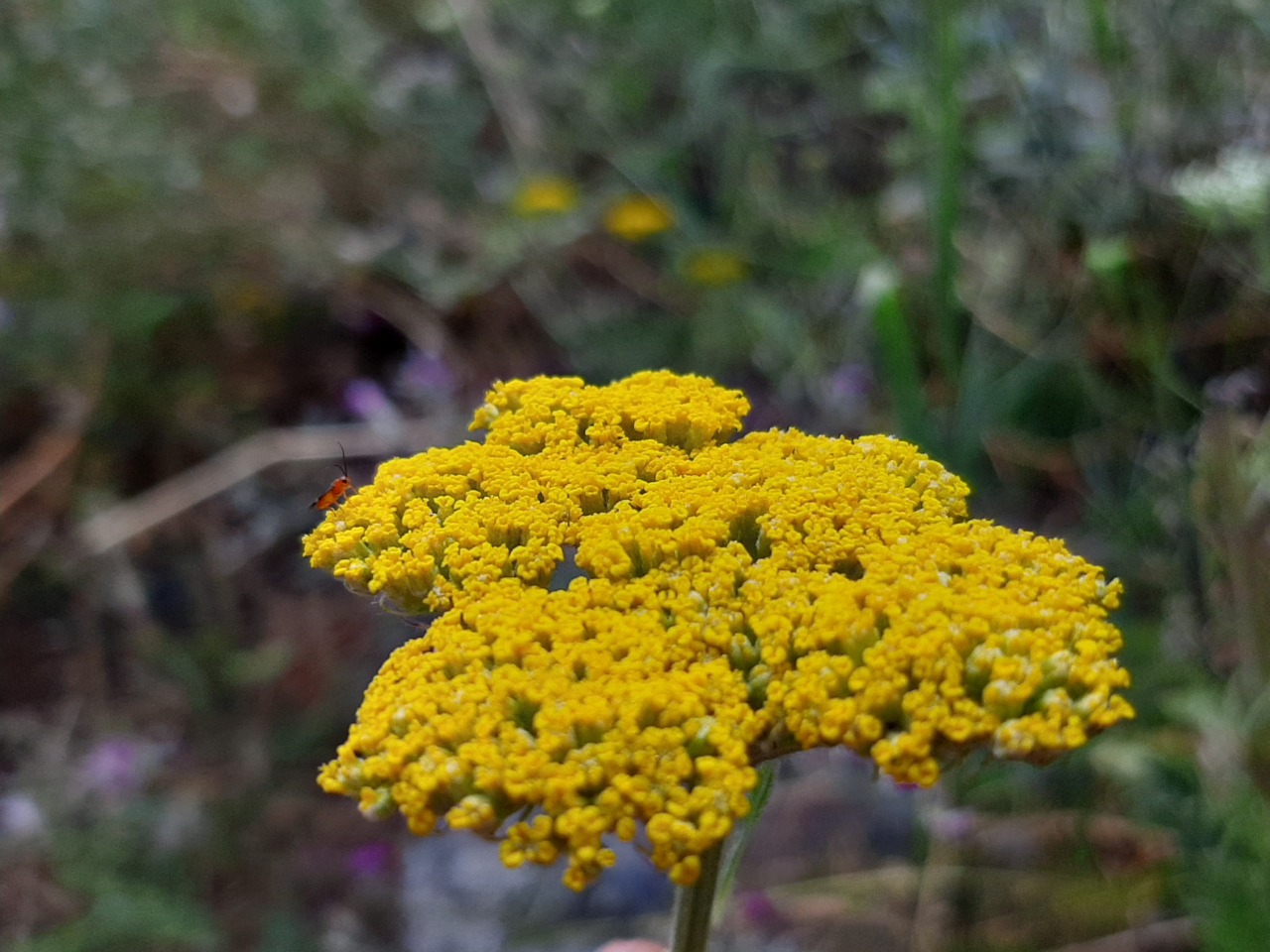 Achillea filipendulina 
