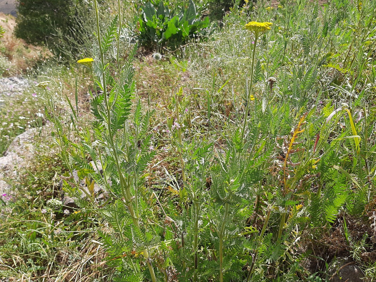 Achillea filipendulina 