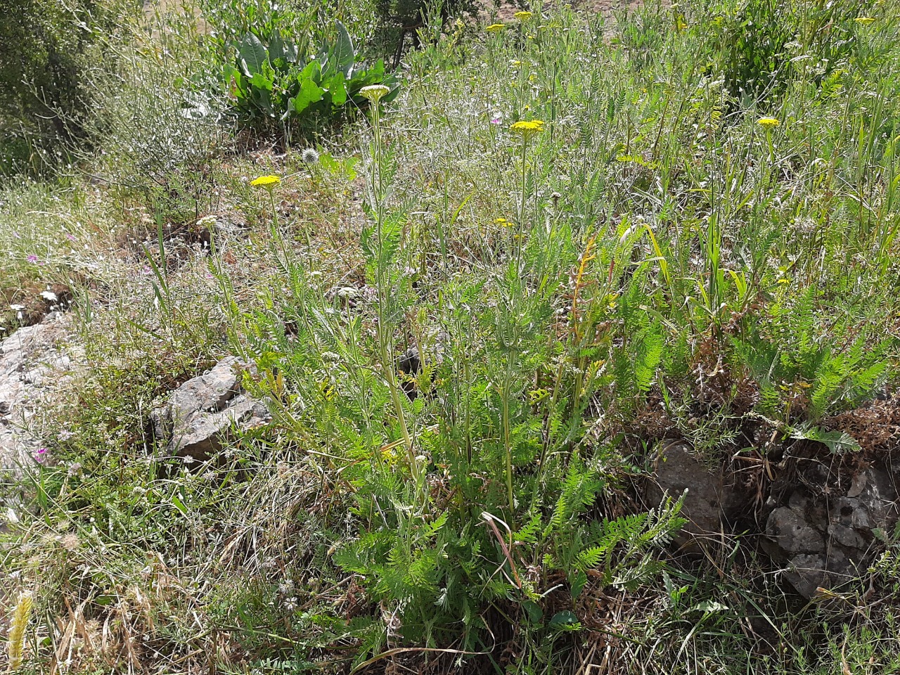 Achillea filipendulina 