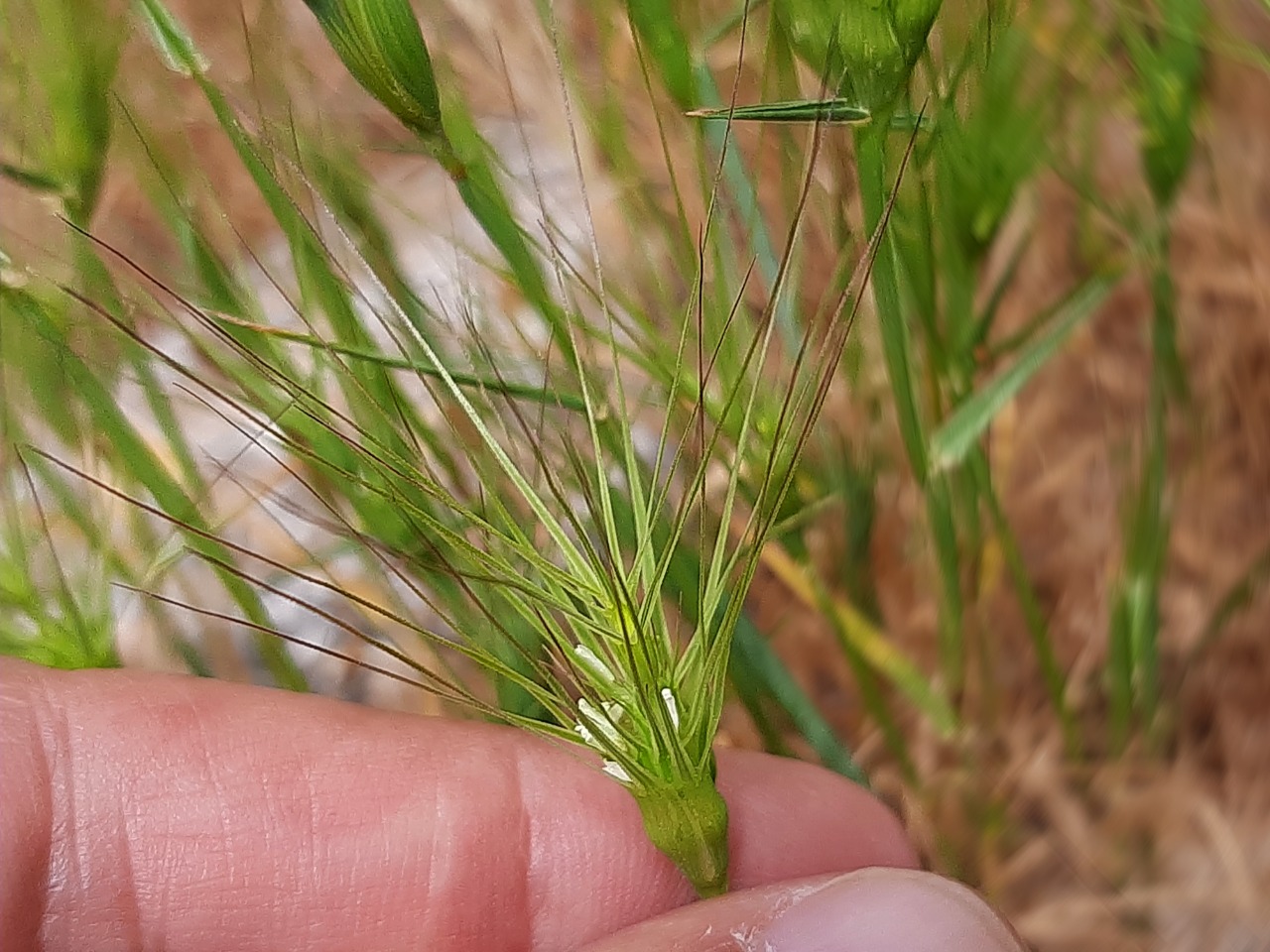 Aegilops geniculata 