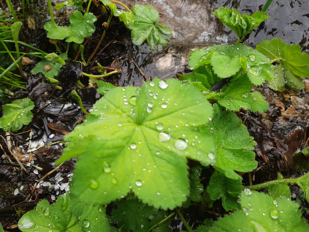 Alchemilla mollis 