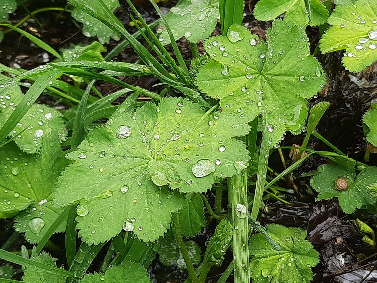 Alchemilla mollis 