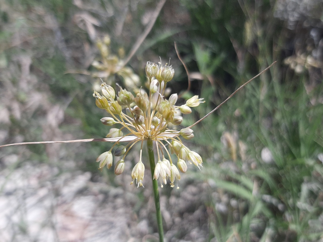 Allium pseudoflavum 
