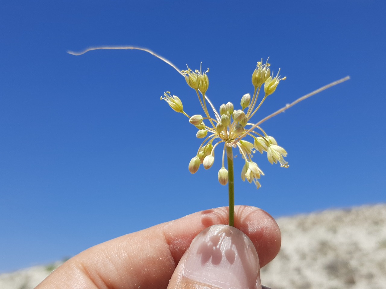 Allium pseudoflavum 