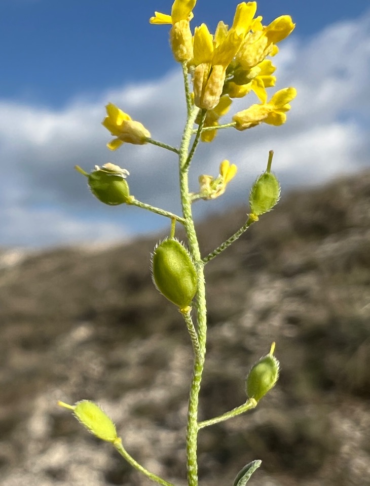 Alyssum blepharocarpum 