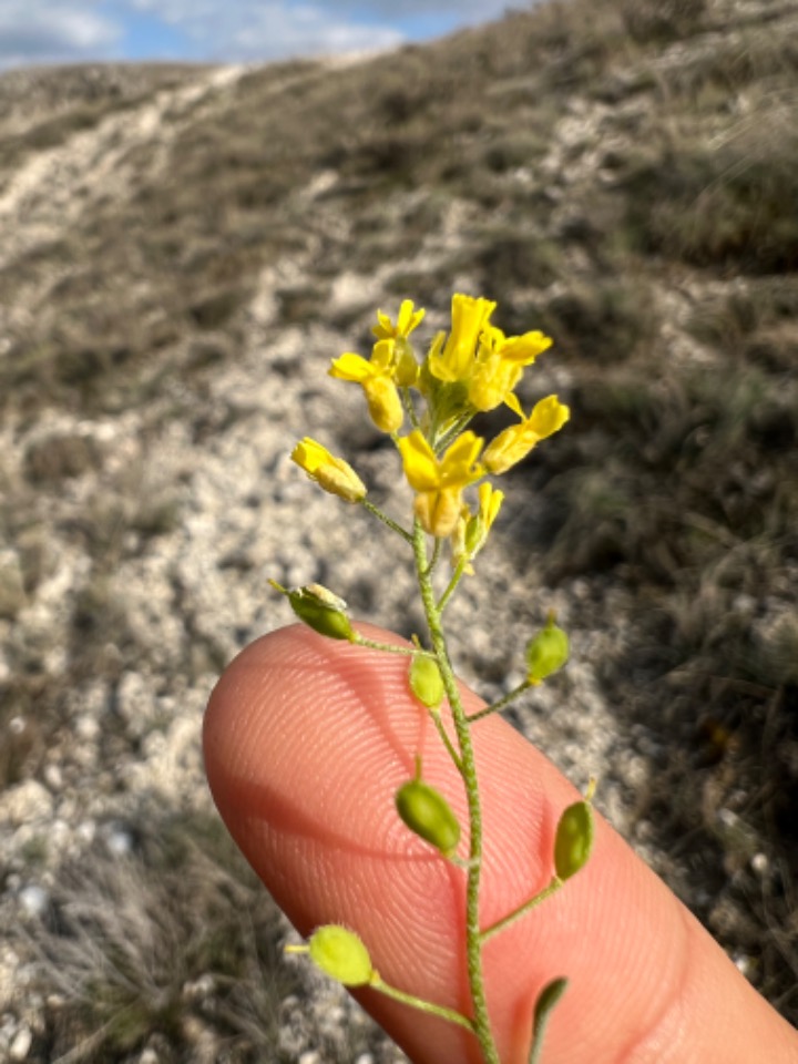 Alyssum blepharocarpum 