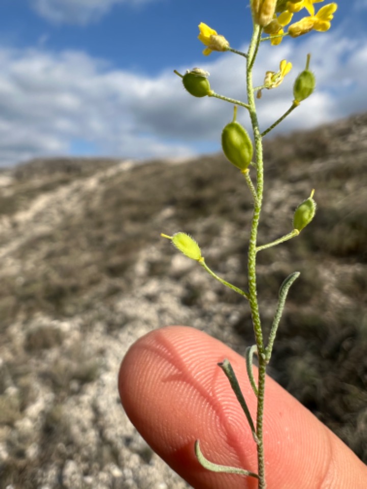 Alyssum blepharocarpum 