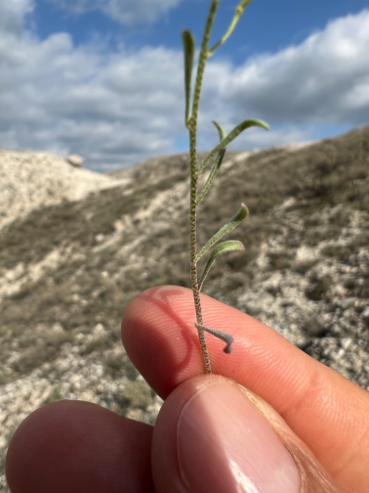 Alyssum blepharocarpum 