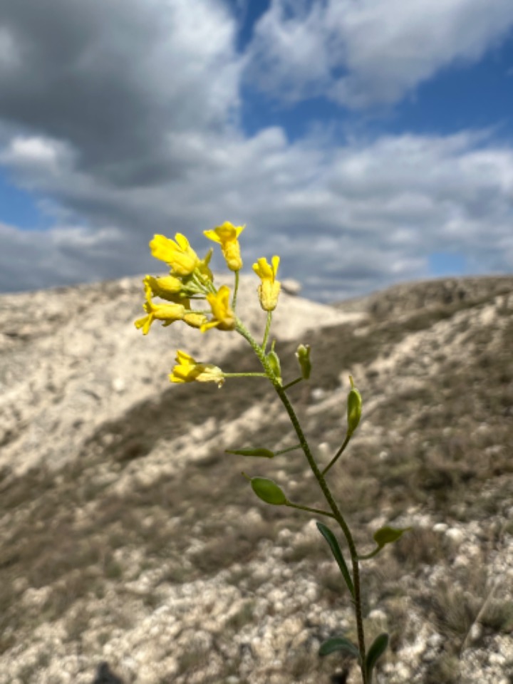 Alyssum blepharocarpum 