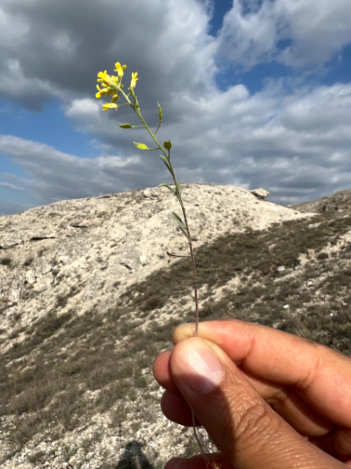 Alyssum blepharocarpum 