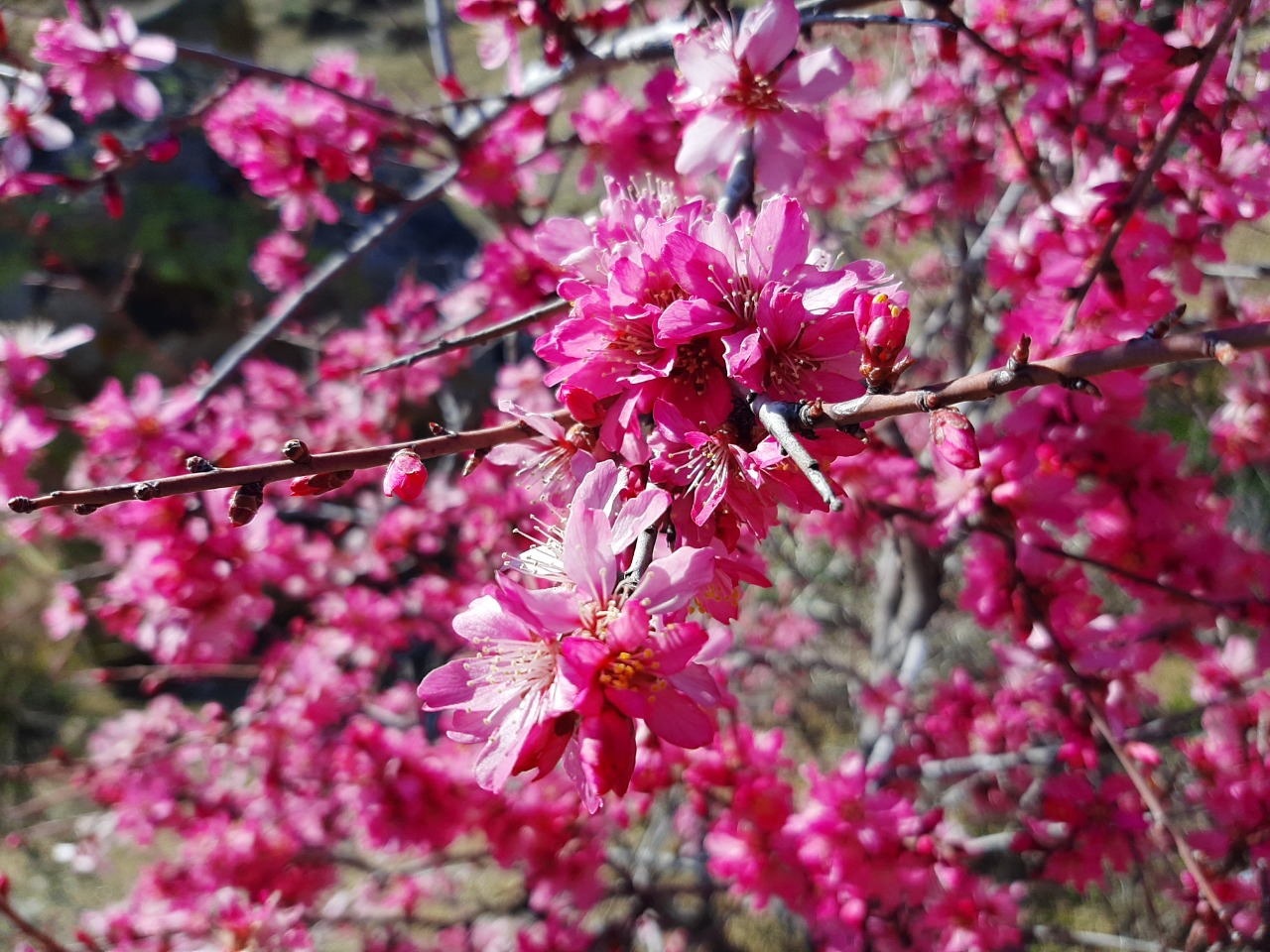 Amygdalus webbii 