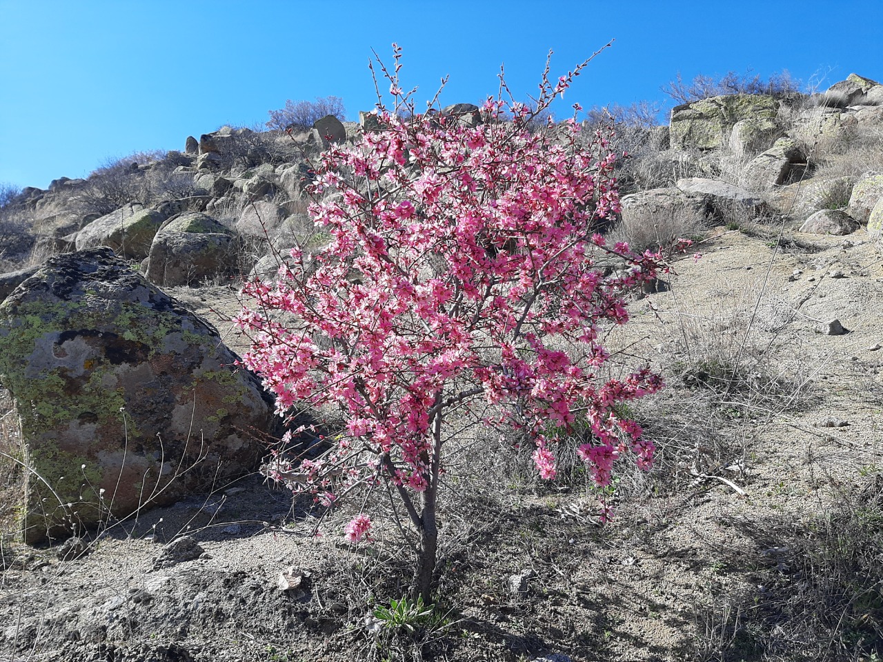 Amygdalus webbii 