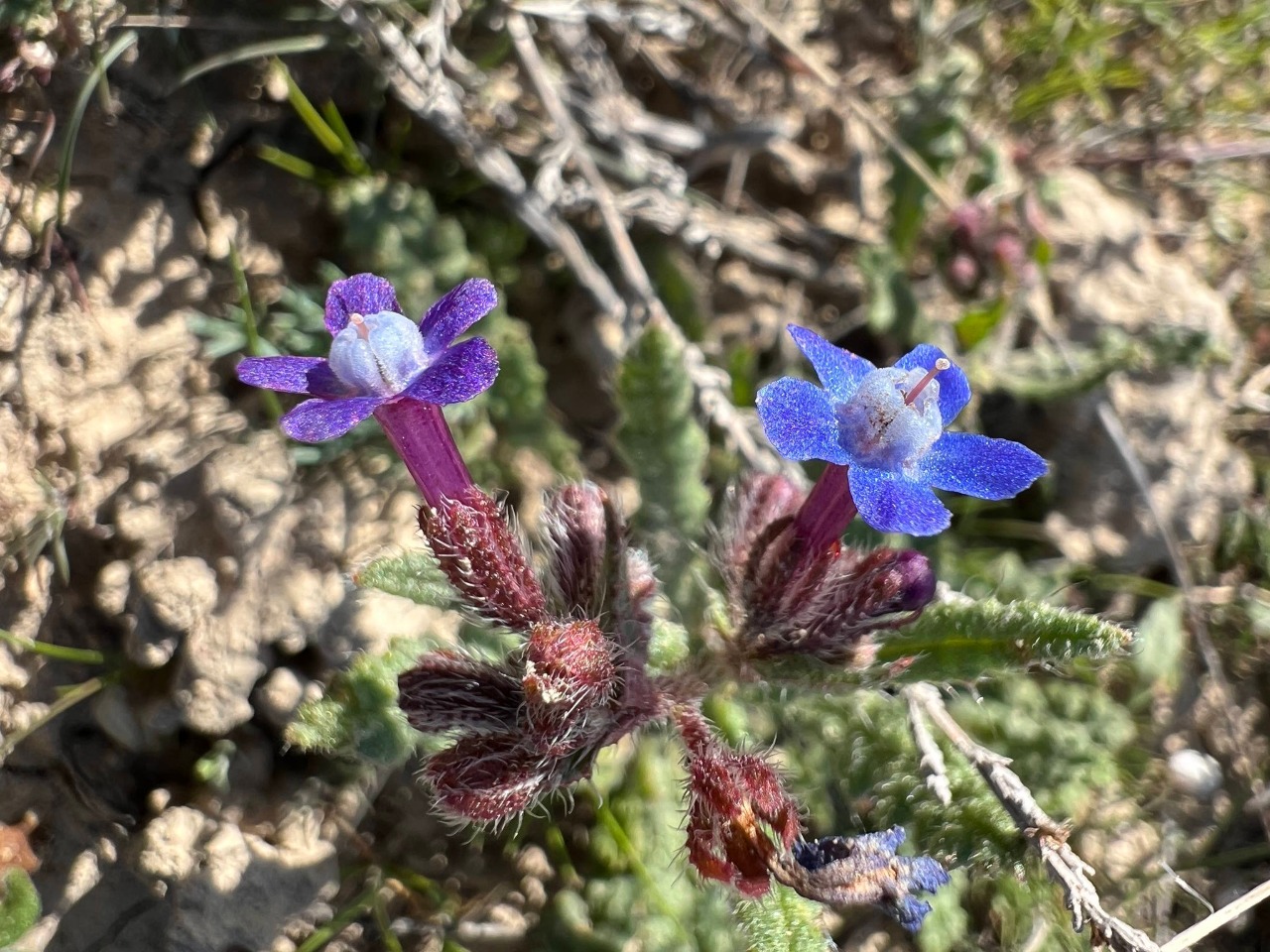 Anchusa stylosa 