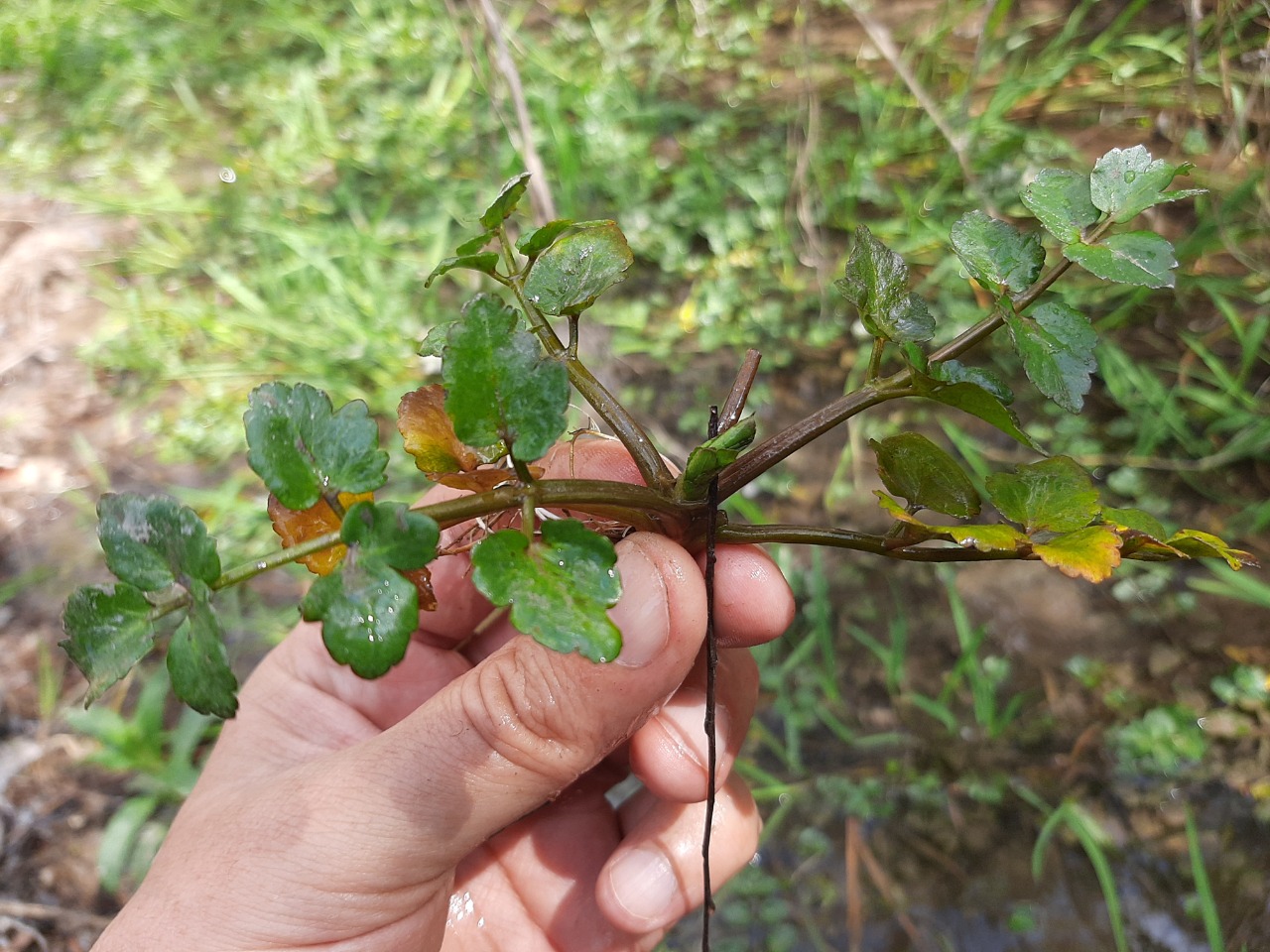 Apium nodiflorum 