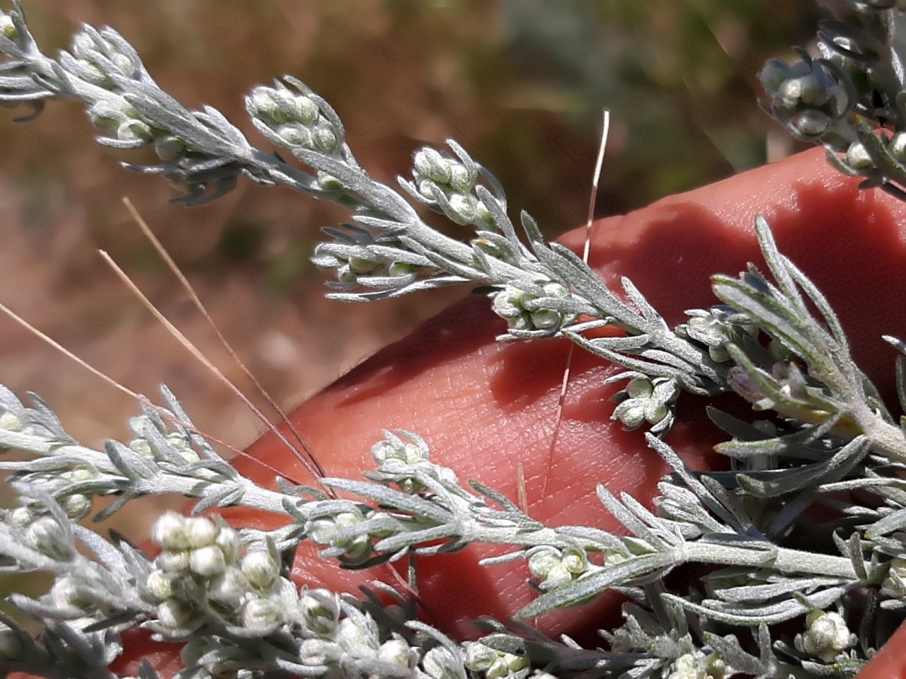 Artemisia austriaca 