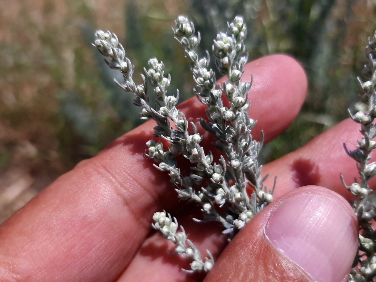 Artemisia austriaca 
