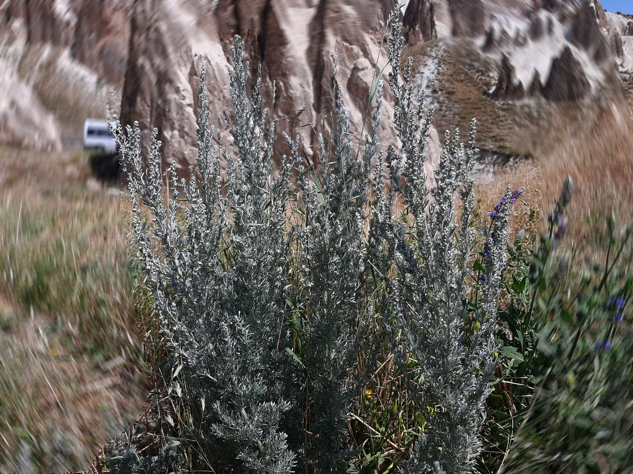 Artemisia austriaca 