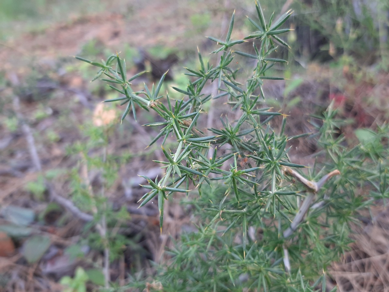 Asparagus acutifolius 