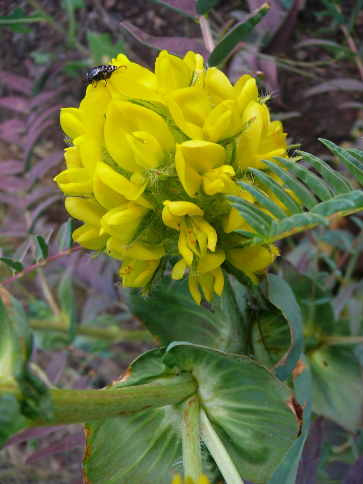 Astragalus macrocephalus subsp. macrocephalus