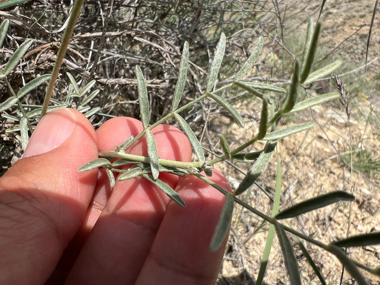 Astragalus nitens 