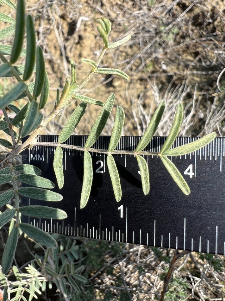 Astragalus nitens 