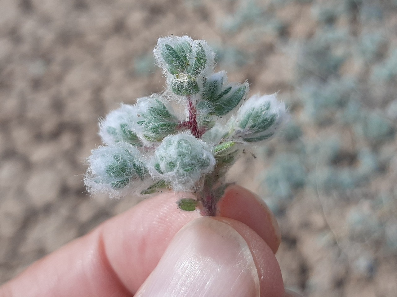Bombycilaena erecta 
