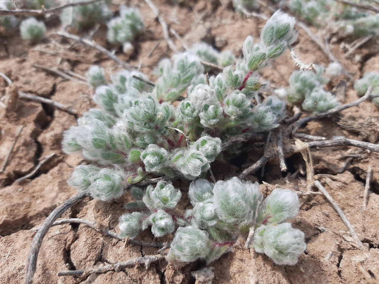 Bombycilaena erecta 