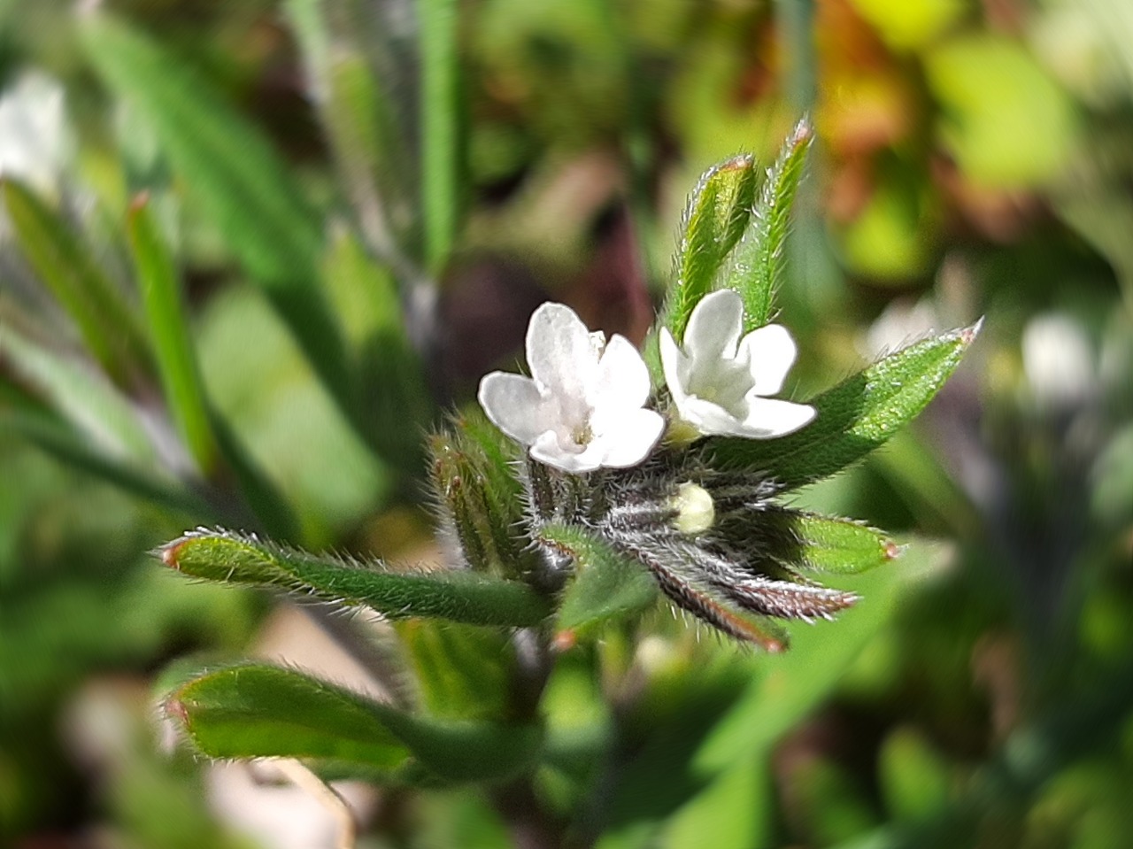 Buglossoides glandulosa 