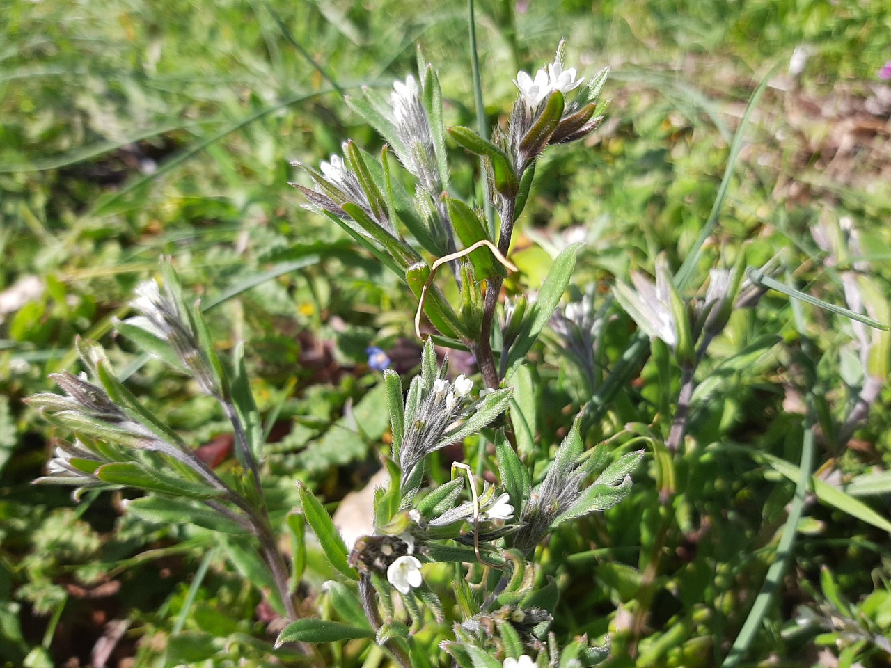 Buglossoides glandulosa 