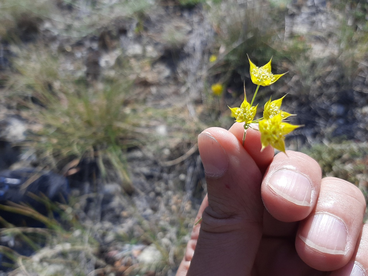 Bupleurum flavum 