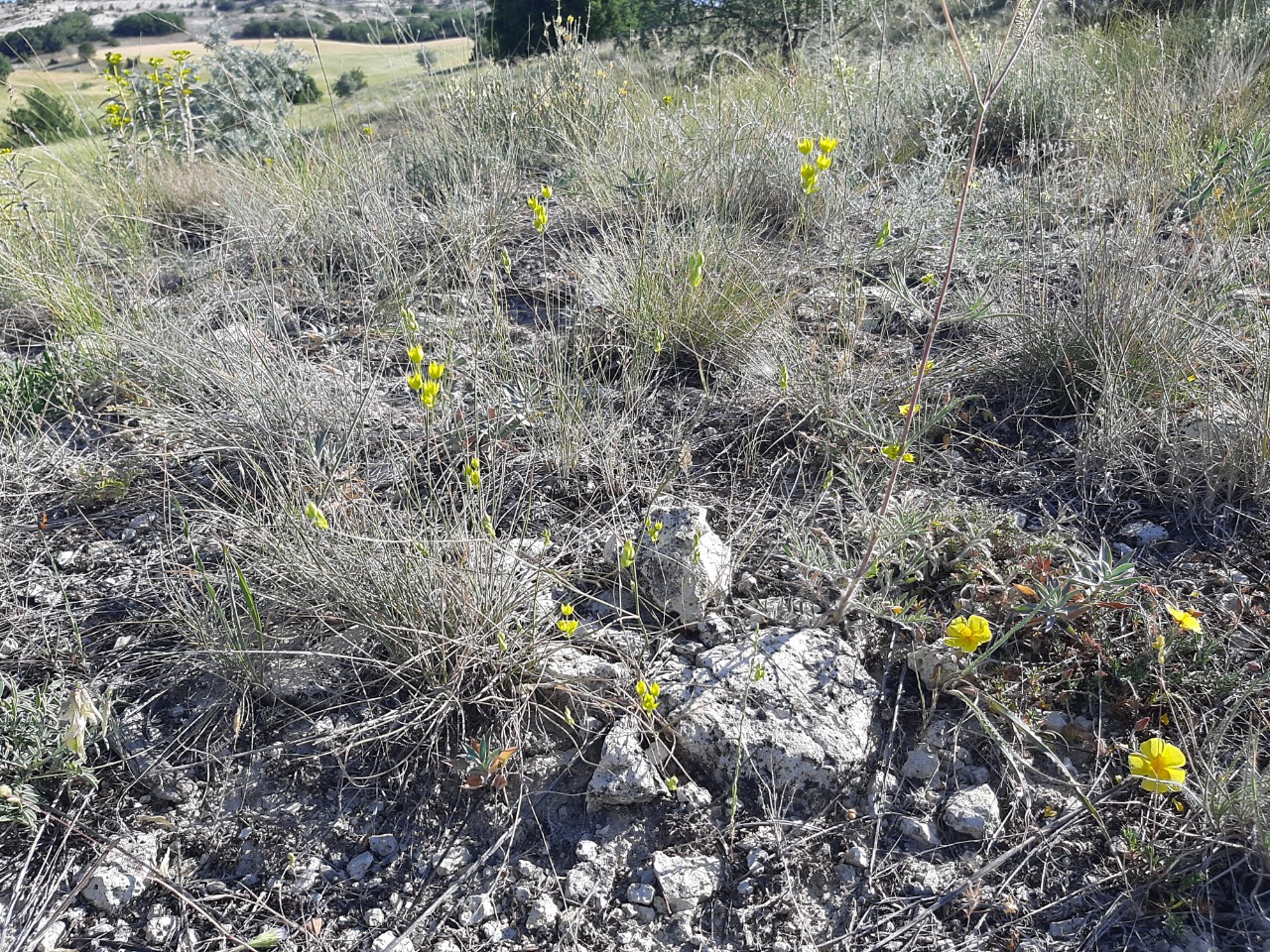 Bupleurum flavum 