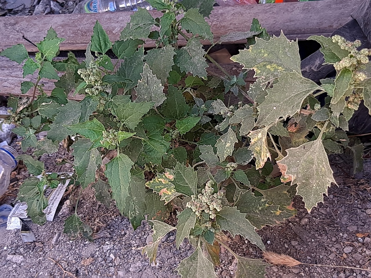 Chenopodium murale 