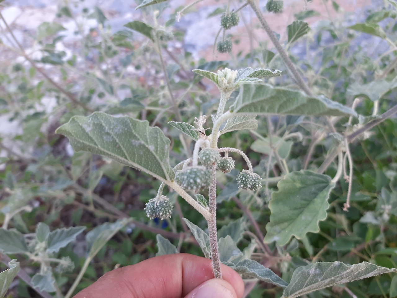 Chrozophora tinctoria 