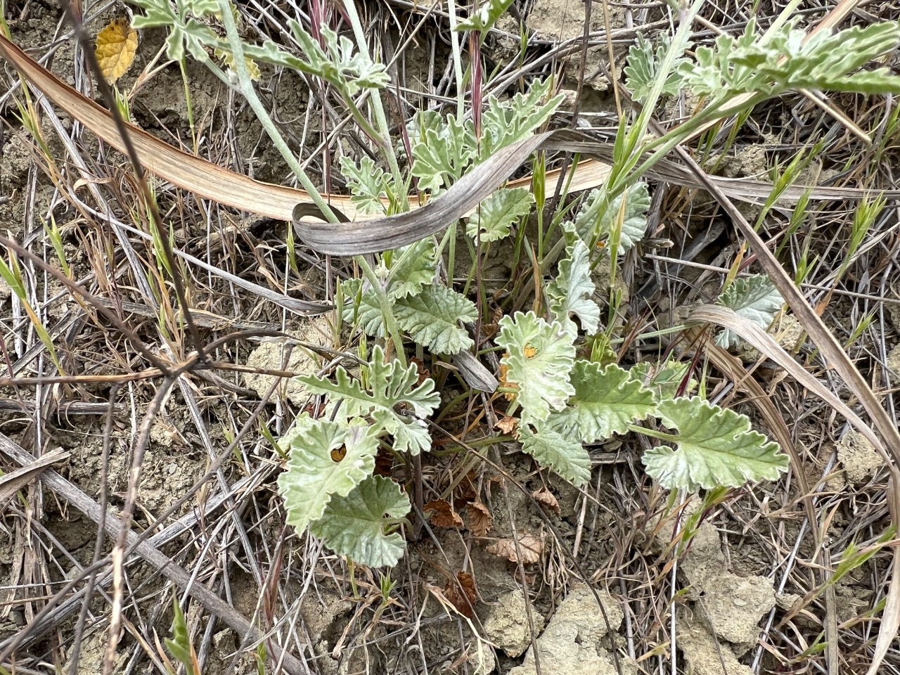Convolvulus elegantissimus 