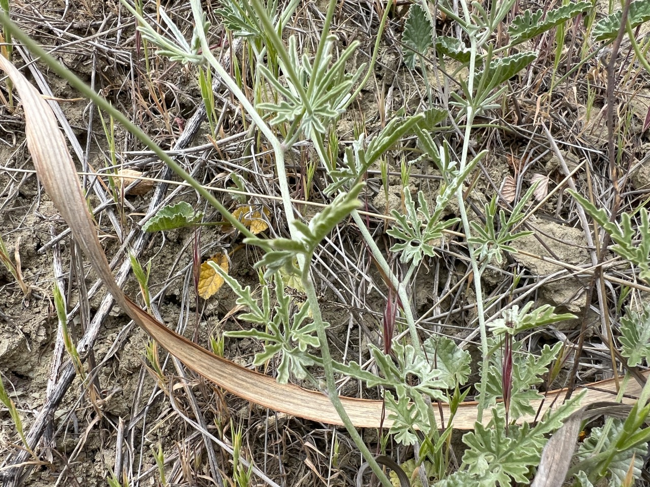 Convolvulus elegantissimus 