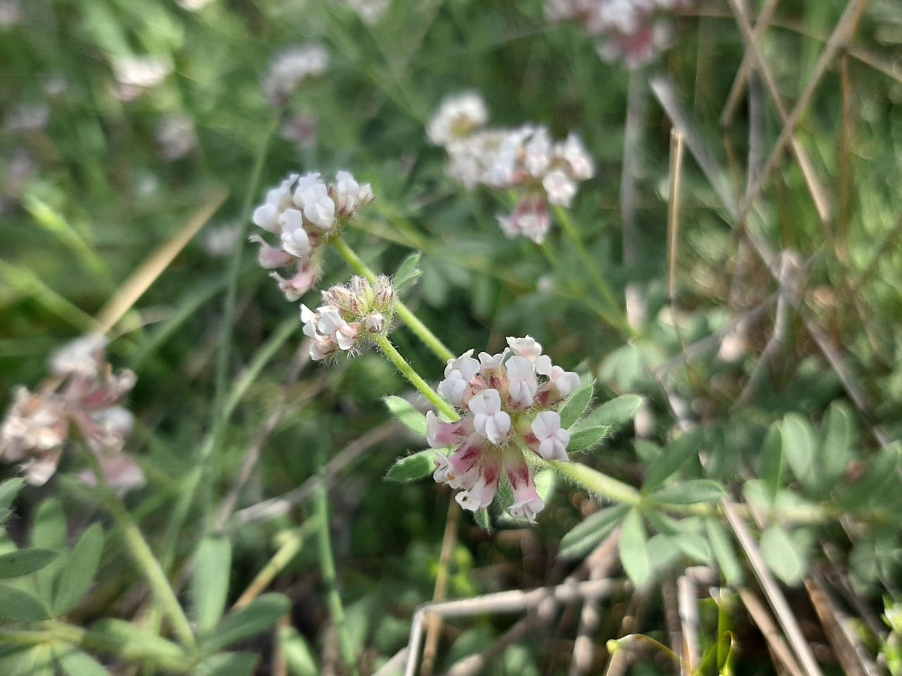 Dorycnium pentaphyllum subsp. anatolicum 