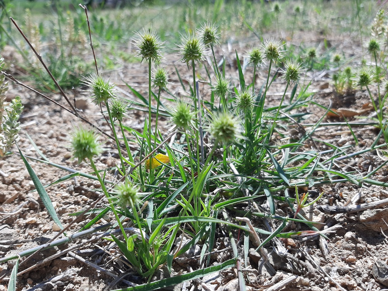 Echinaria capitata 
