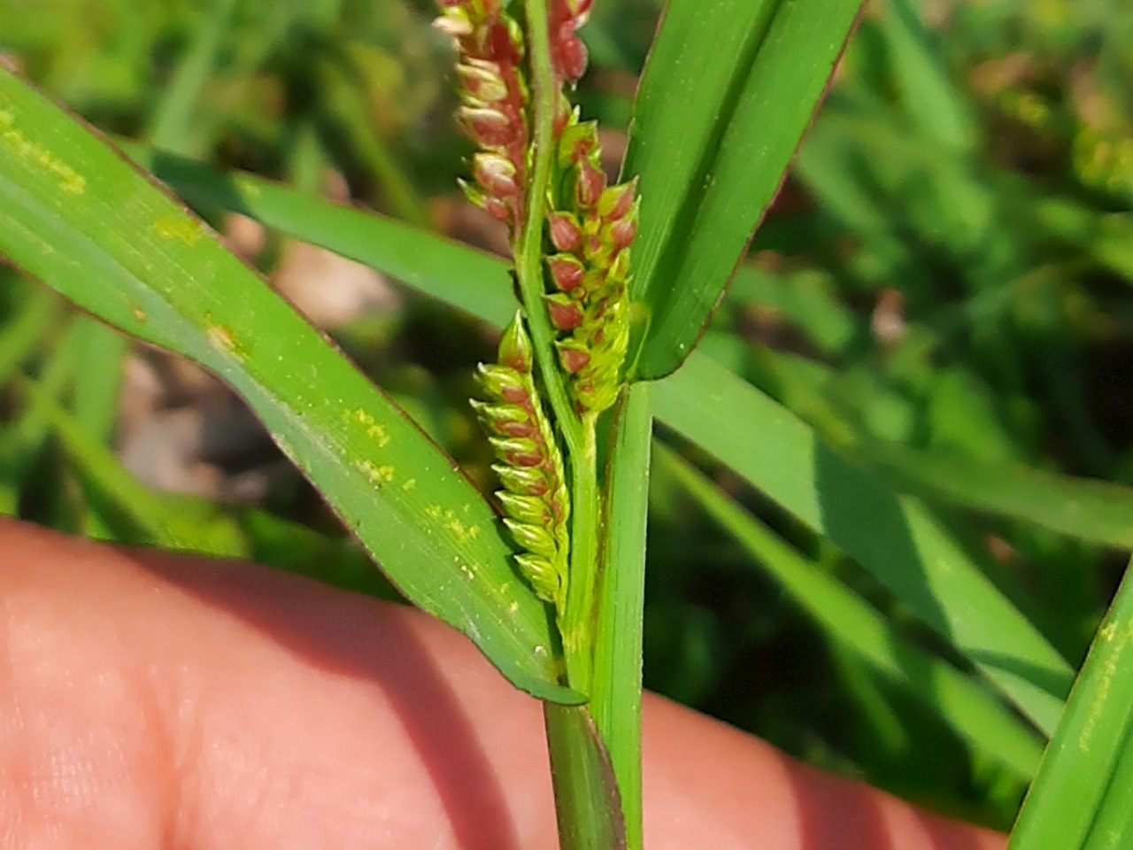 Echinochloa crus-galli 