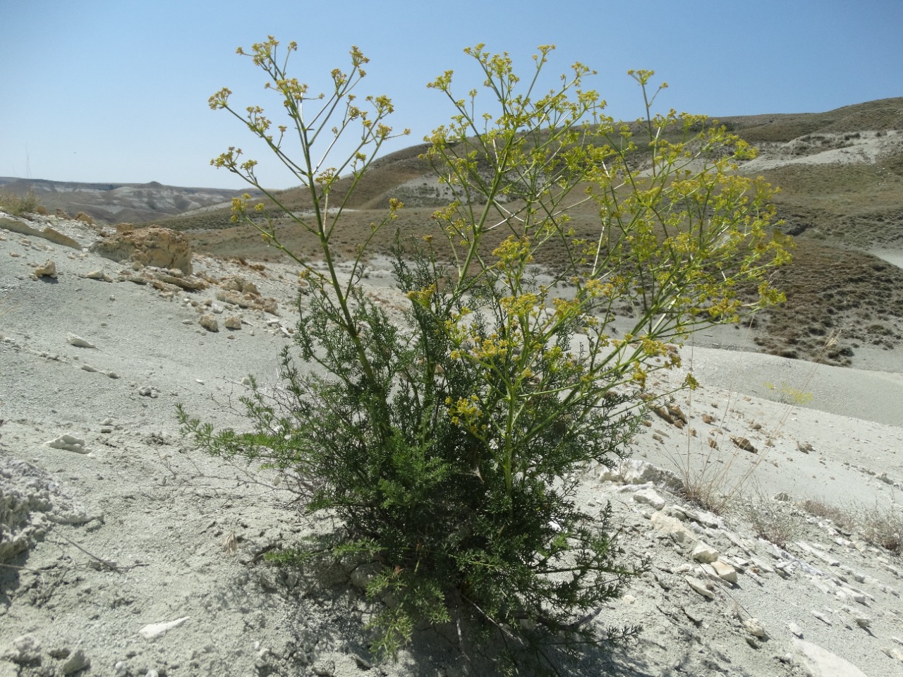 Ferulago galbanifera
