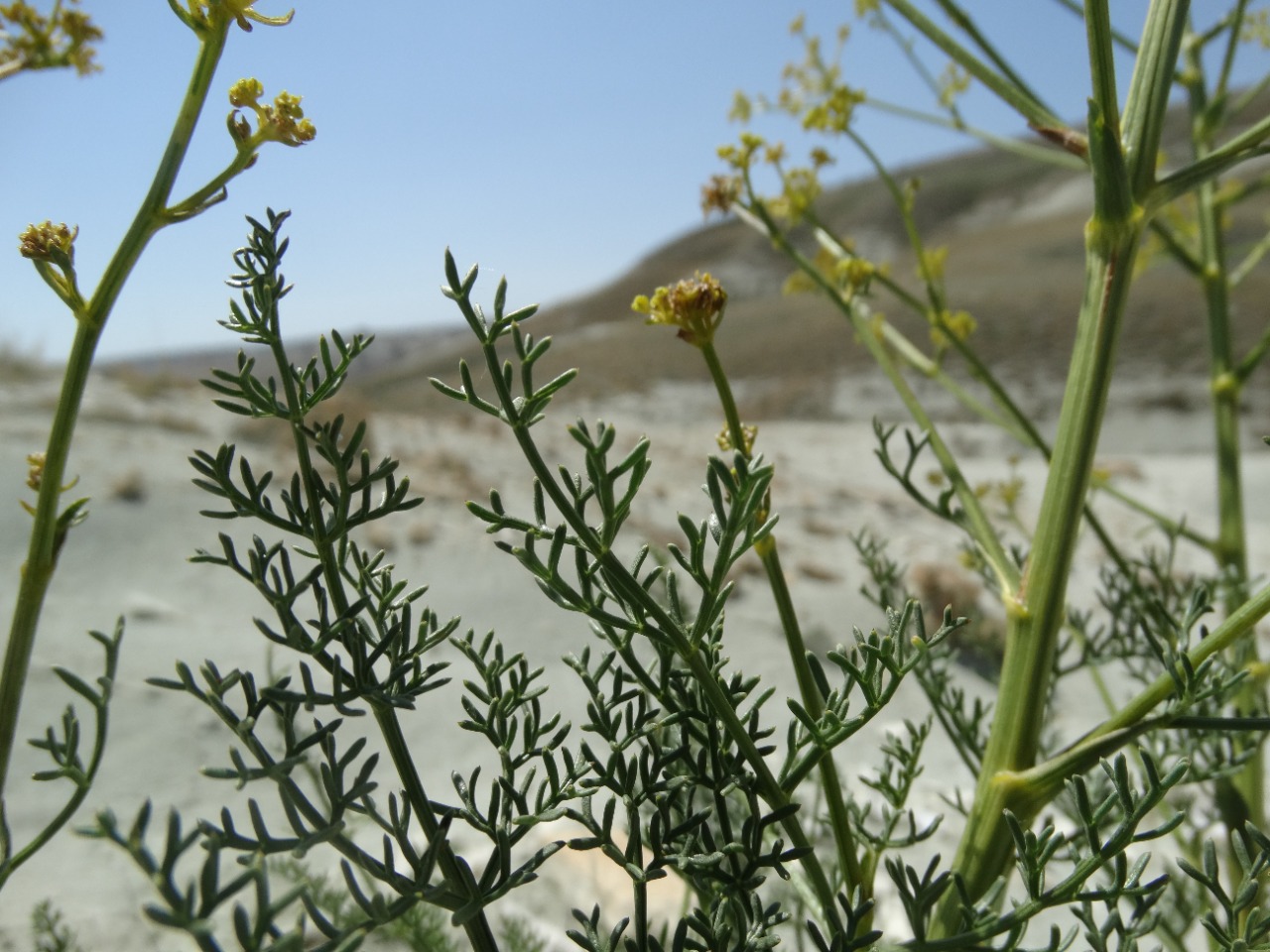 Ferulago galbanifera