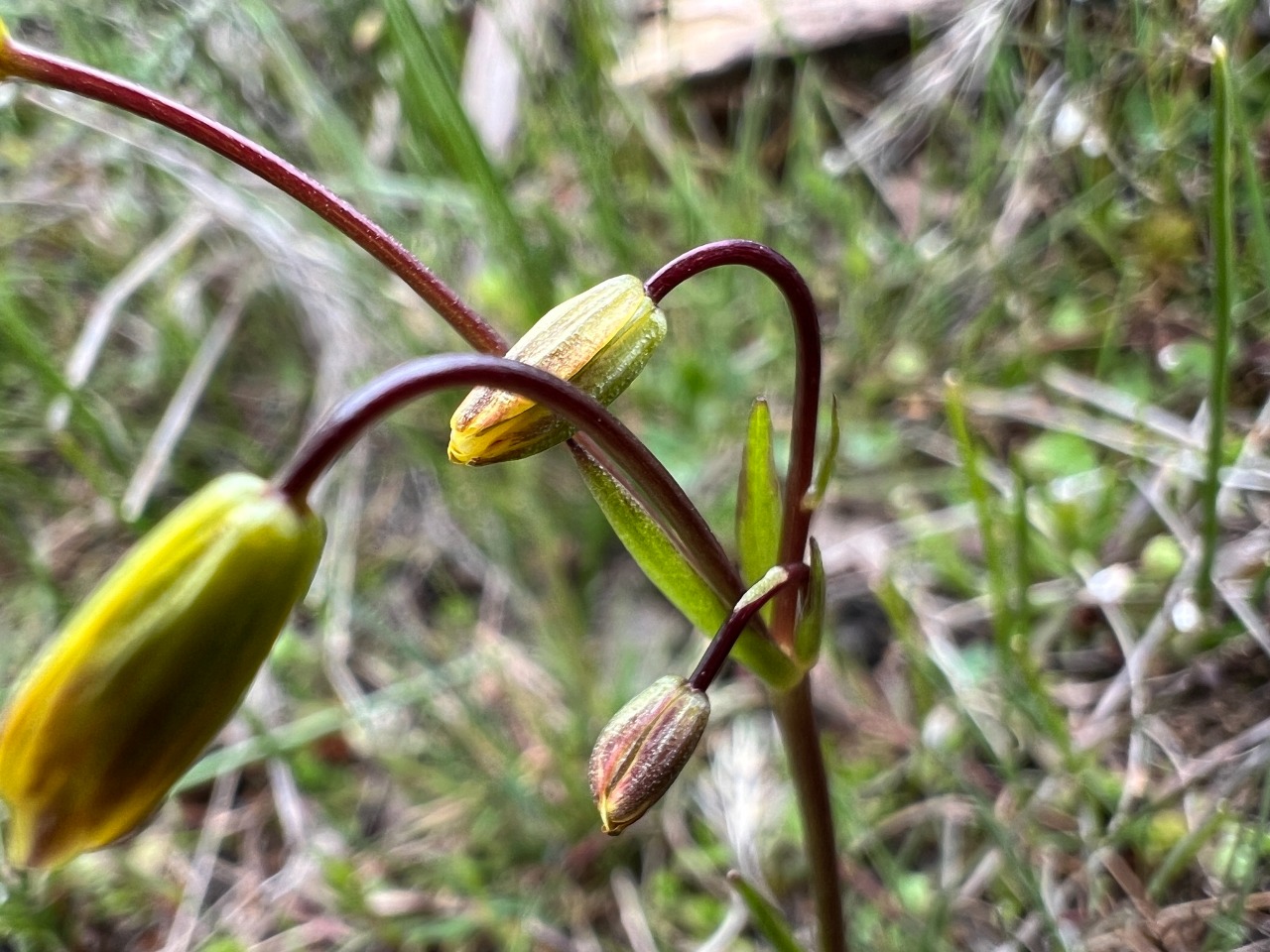 Gagea bithynica 