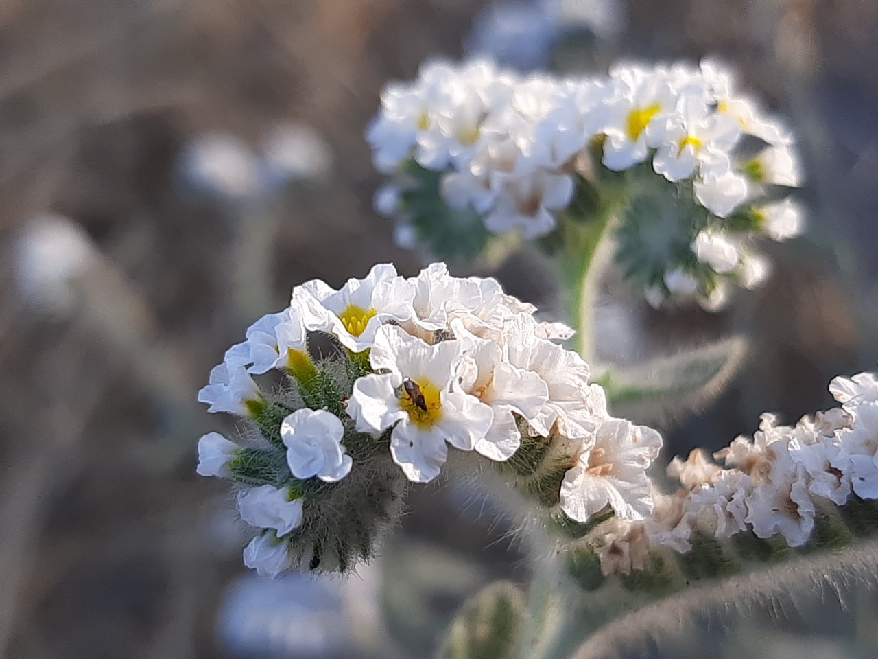 Heliotropium suaveolens 