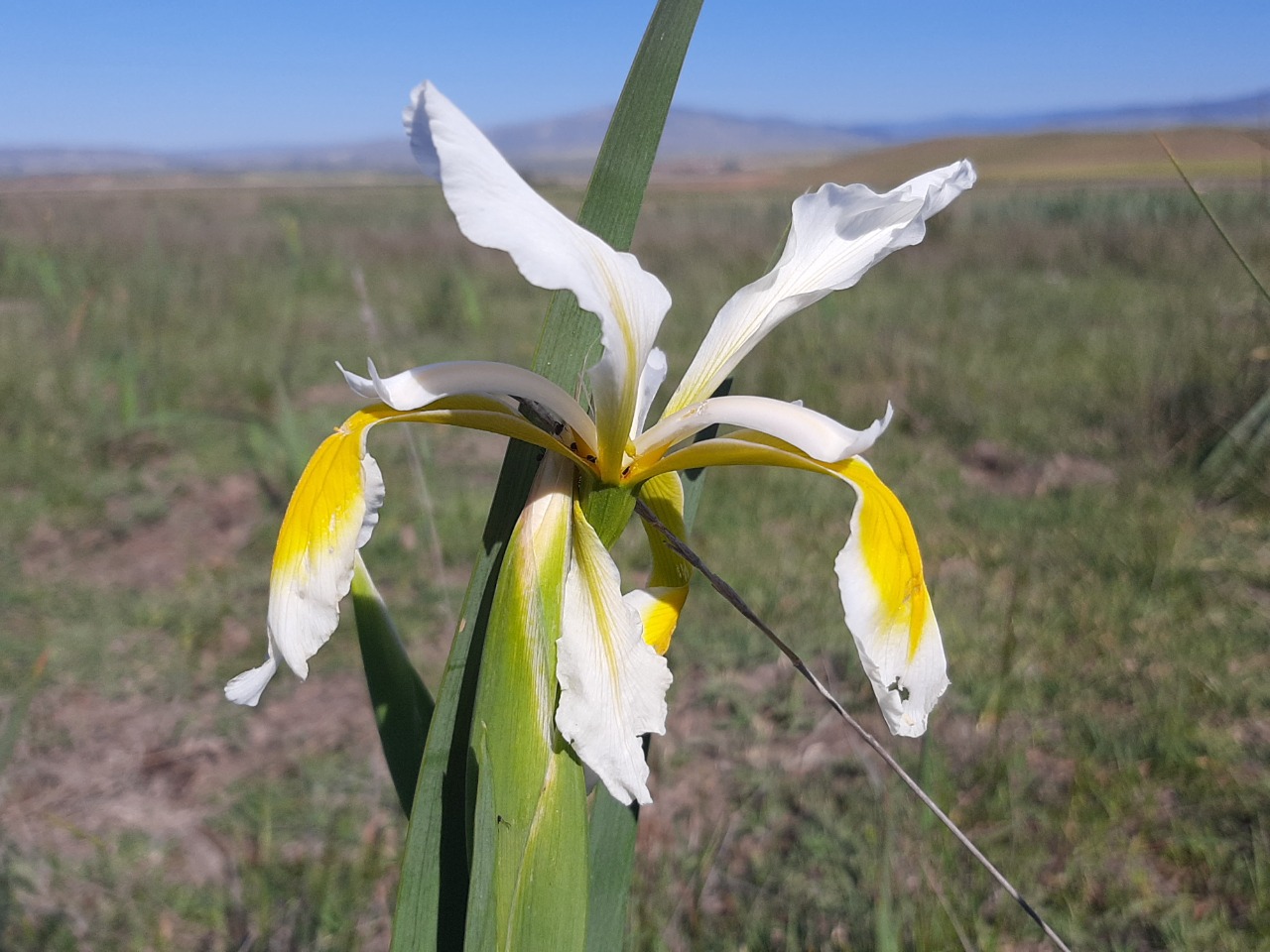 Iris orientalis 