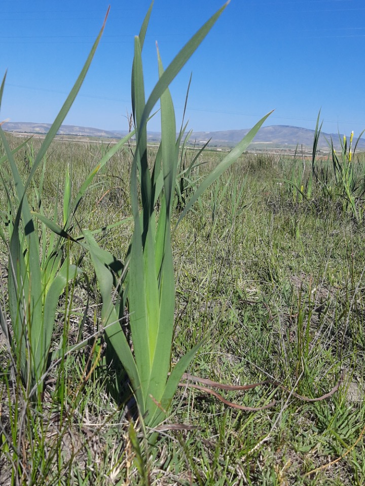 Iris orientalis 
