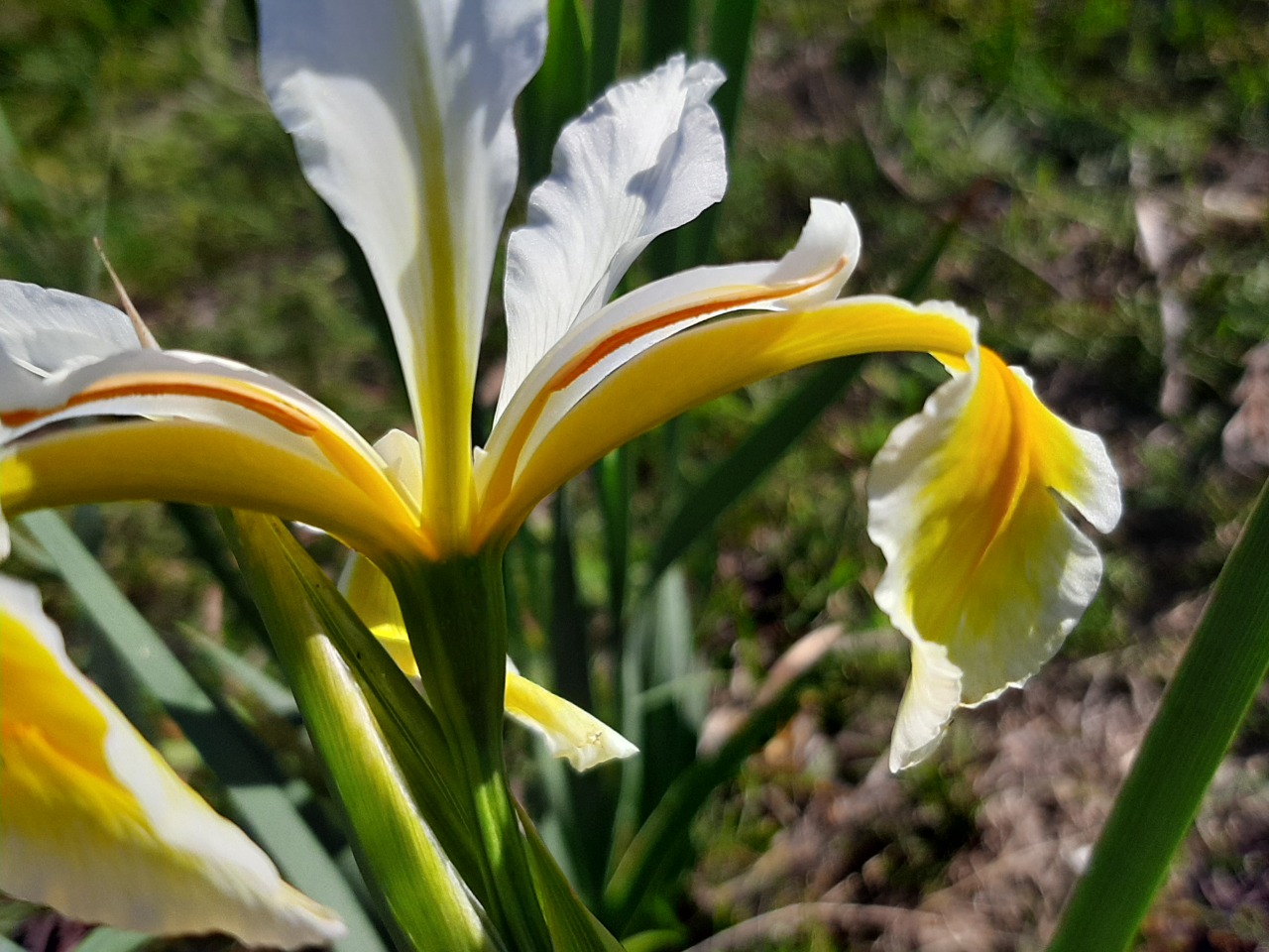 Iris orientalis 