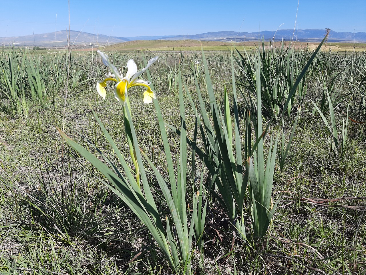 Iris orientalis 
